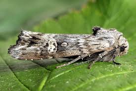 Attēlu rezultāti vaicājumam “Lithomoia solidaginis”