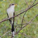 Image result for Coccyzus americanus