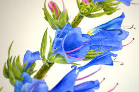 Attēlu rezultāti vaicājumam “Echium vulgare bud”