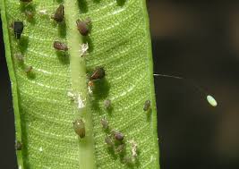 Attēlu rezultāti vaicājumam “Chrysopa eggs”