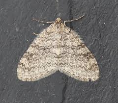 Attēlu rezultāti vaicājumam “Trichopteryx carpinata”