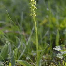 Attēlu rezultāti vaicājumam “Herminium monorchis”