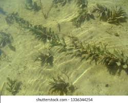 Attēlu rezultāti vaicājumam “Potamogeton perfoliatus”