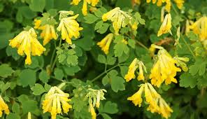 Attēlu rezultāti vaicājumam “Corydalis intermedia flower”