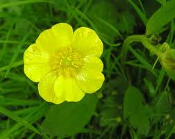 Attēlu rezultāti vaicājumam “Ranunculus repens flower”