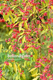 Attēlu rezultāti vaicājumam “Euonymus europaeus”