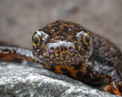 Attēlu rezultāti vaicājumam “Triturus cristatus”