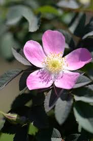 Attēlu rezultāti vaicājumam “Rosa glabrifolia”
