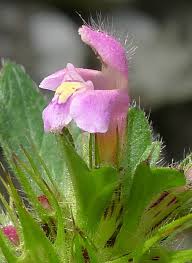 Attēlu rezultāti vaicājumam “Galeopsis tetrahit flower”