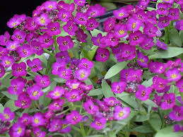 Attēlu rezultāti vaicājumam “Alyssum gmelinii”