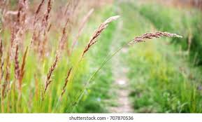 Attēlu rezultāti vaicājumam “Festuca rubra subsp. rubra leaf”