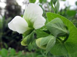 Attēlu rezultāti vaicājumam “Pisum sativum flower”