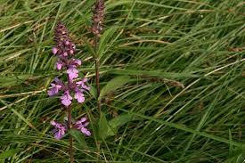Attēlu rezultāti vaicājumam “Stachys palustris”
