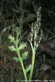 Attēlu rezultāti vaicājumam “Botrychium matricariifolium”