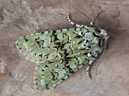 Attēlu rezultāti vaicājumam “Griposia aprilina”