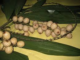 Attēlu rezultāti vaicājumam “Elymus caninus fruit”