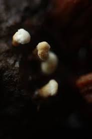 Attēlu rezultāti vaicājumam “Penicillium vulpinum”