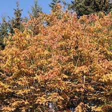 Attēlu rezultāti vaicājumam “Aesculus x neglecta”