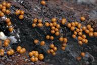 Attēlu rezultāti vaicājumam “Hemitrichia clavata spores”