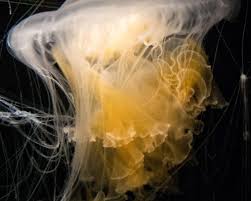 Image result for Phacellophora camtschatica