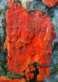 Attēlu rezultāti vaicājumam “Phlebia serialis”