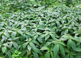 Attēlu rezultāti vaicājumam “Mercurialis perennis”