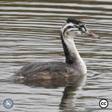 Attēlu rezultāti vaicājumam “Podiceps cristatus juvenile”