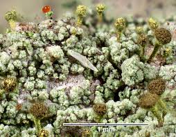 Attēlu rezultāti vaicājumam “Chaenotheca chlorella”