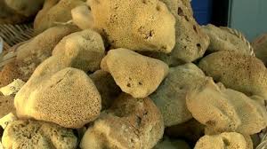 Attēlu rezultāti vaicājumam “Spongia”