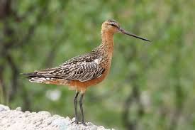 Attēlu rezultāti vaicājumam “Limosa lapponica adult”