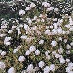 Attēlu rezultāti vaicājumam “Ledum palustre fruit”