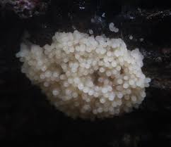 Attēlu rezultāti vaicājumam “Brefeldia maxima spores”