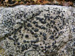 Attēlu rezultāti vaicājumam “Porpidia macrocarpa”