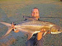 Image result for Lichia amia