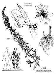 Attēlu rezultāti vaicājumam “Lythrum salicaria fruit”