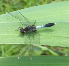 Attēlu rezultāti vaicājumam “Leucorrhinia caudalis male”