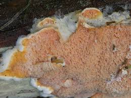 Attēlu rezultāti vaicājumam “Leucogyrophana sororia”