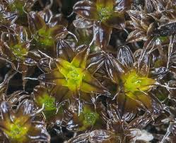 Attēlu rezultāti vaicājumam “Syntrichia latifolia”