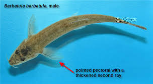 Attēlu rezultāti vaicājumam “Barbatula barbatula”