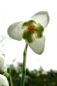 Attēlu rezultāti vaicājumam “Galanthus nivalis leaf”