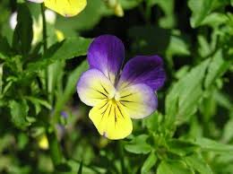 Attēlu rezultāti vaicājumam “Viola tricolor flower”