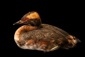 Image result for Podiceps auritus