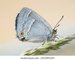 Attēlu rezultāti vaicājumam “Favonius quercus underside”