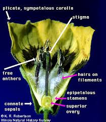 Attēlu rezultāti vaicājumam “Solanaceae”