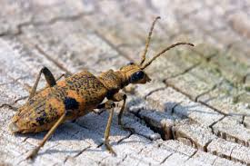 Attēlu rezultāti vaicājumam “Rhagium mordax”