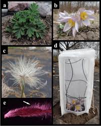Attēlu rezultāti vaicājumam “Pulsatilla pratensis leaf”