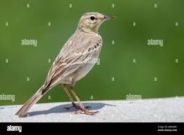 Image result for Anthus campestris