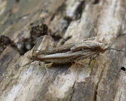 Attēlu rezultāti vaicājumam “Ancylis apicella”