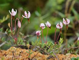 Attēlu rezultāti vaicājumam “Oxycoccus microcarpus”