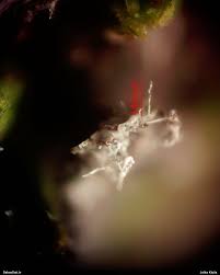 Attēlu rezultāti vaicājumam “Badhamiopsis sp.”